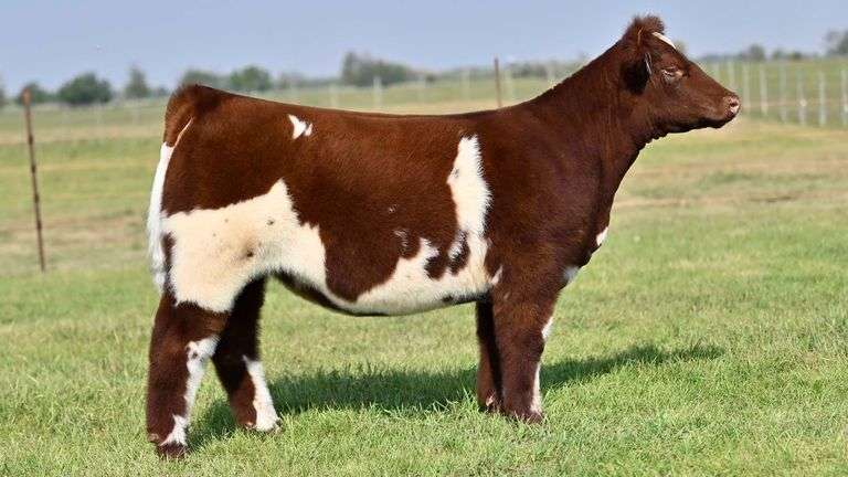 KAY-R TAG 2583 HEIFER