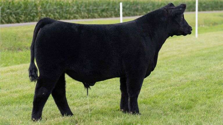 LORENTZ TAG 15 STEER