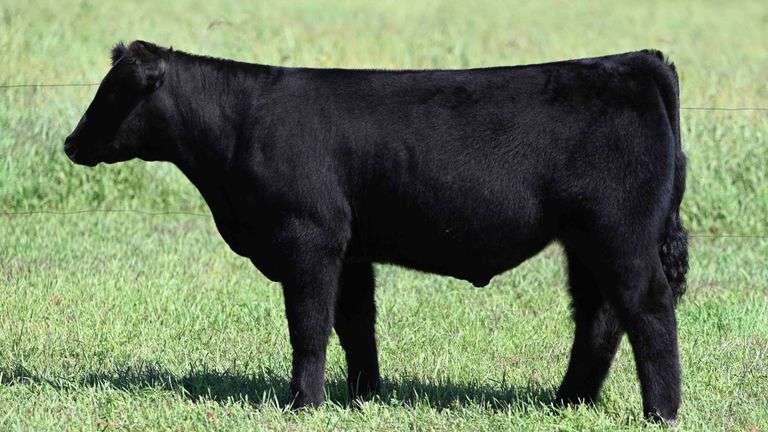 BOESL TAG 47 STEER