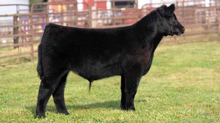 WEDIG TAG 26 STEER