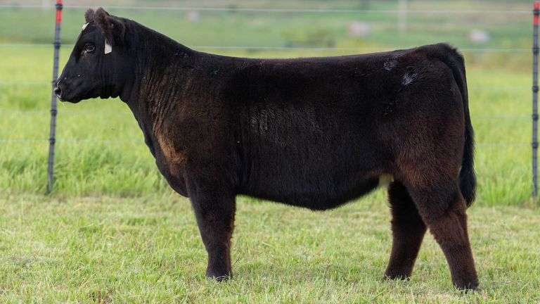 STREIT TAG 58 HEIFER