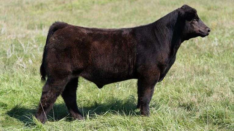 LARSON TAG 5395 STEER