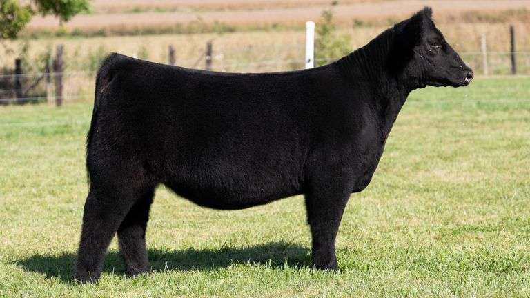 FRAKER TAG 78 HEIFER