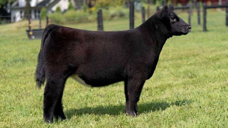 GEFFERT TAG 17 HEIFER