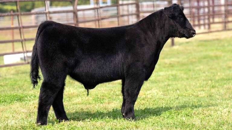 WEDIG TAG 22 STEER