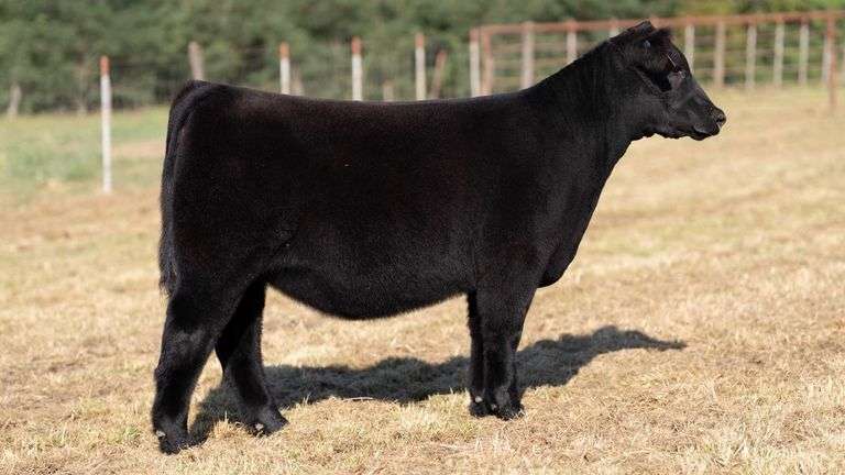 CRALL TAG 114 HEIFER