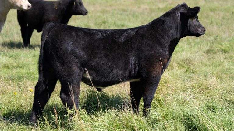 LARSON TAG 75 STEER