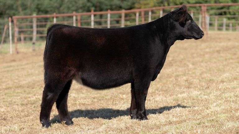 CRALL TAG 107 HEIFER