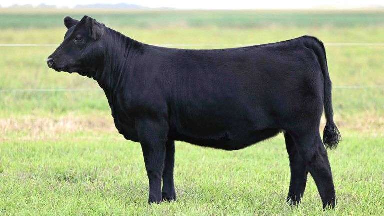 BOESL TAG 40 HEIFER