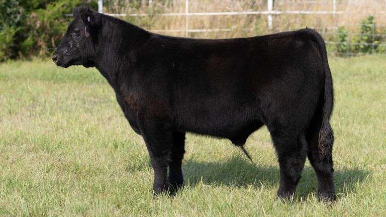 FORMAN BOOT CREEK TAG 4  STEER