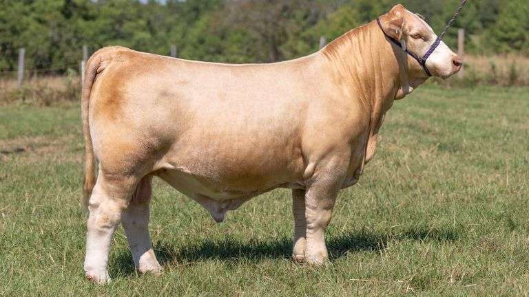 10 UNITS OF BUSINESS PLAN SEMEN