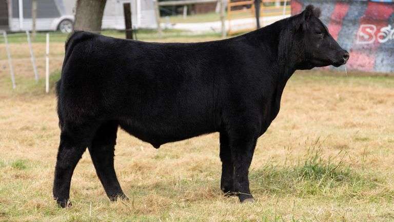 HILBERT TAG 12 STEER