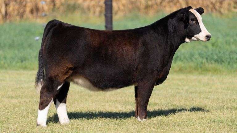 FOUCH TAG 111 HEIFER