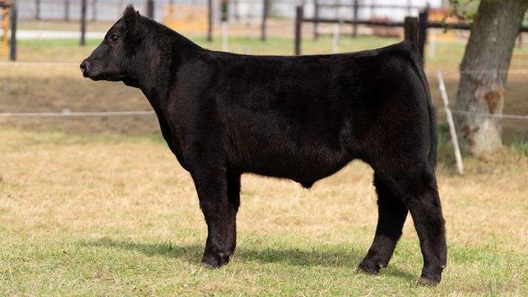 HILBERT TAG 4 STEER
