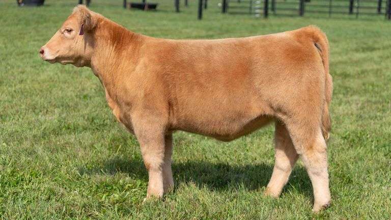 GEFFERT TAG 30 HEIFER