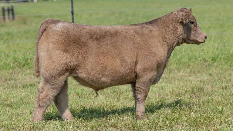 STREIT TAG 31 STEER