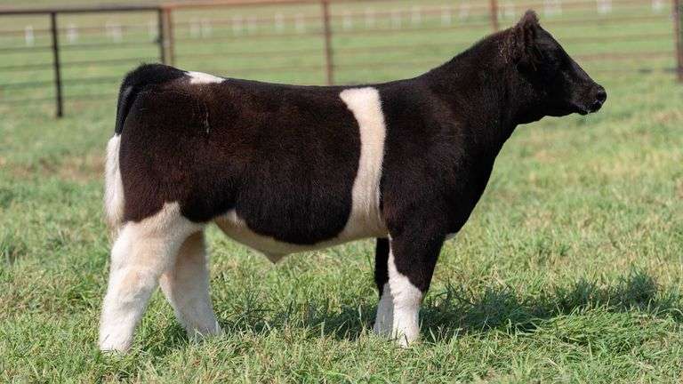 SMITH TAG 43 STEER