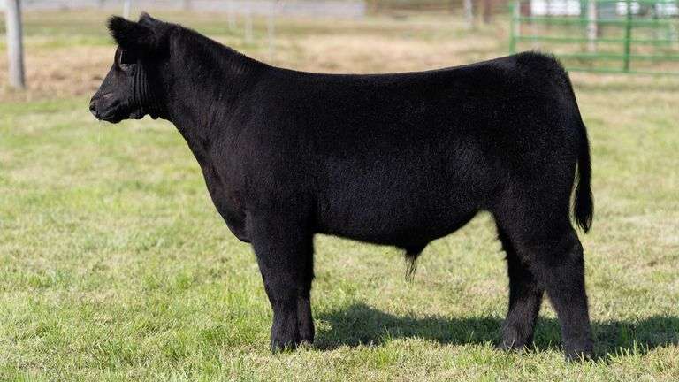 WEBER TAG 219 STEER