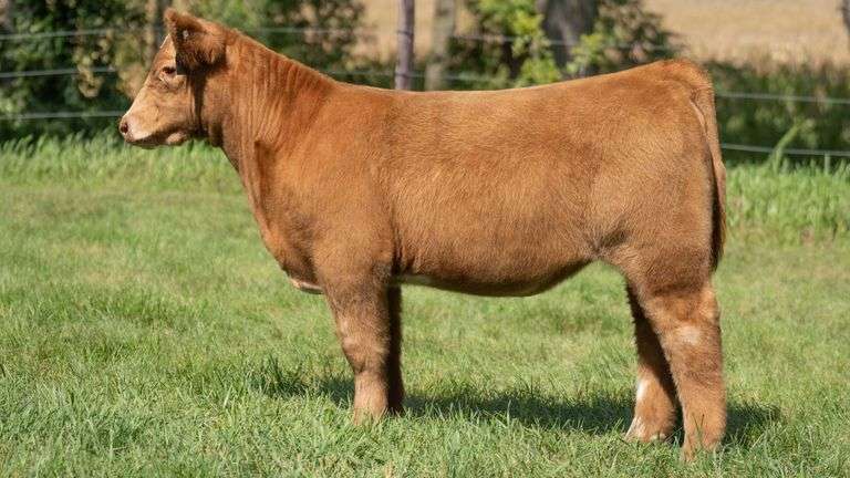 SMITH FARMS TAG 445 HEIFER
