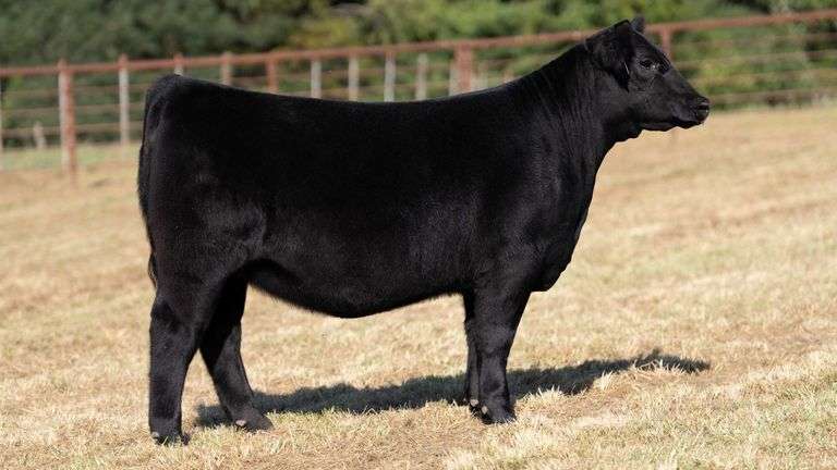 CRALL TAG 112 HEIFER