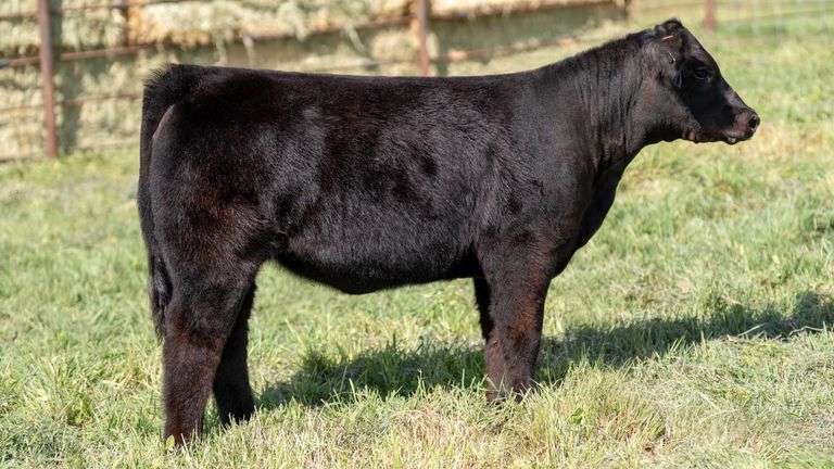 FULLER TAG 13 HEIFER