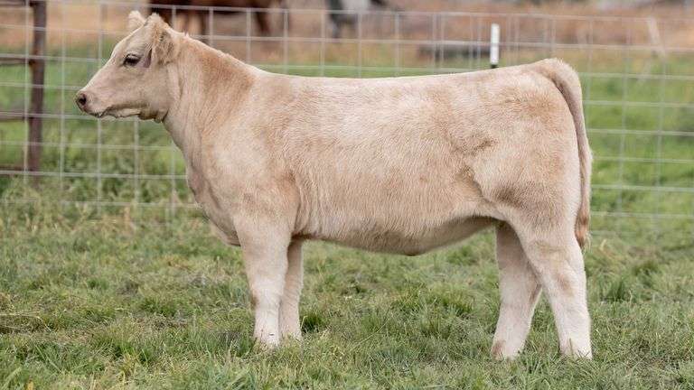 FULLER TAG 11 HEIFER