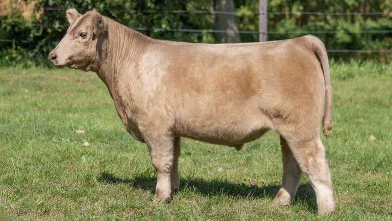 SMITH FARMS TAG 1914 STEER