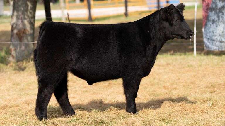 HILBERT TAG 7 STEER
