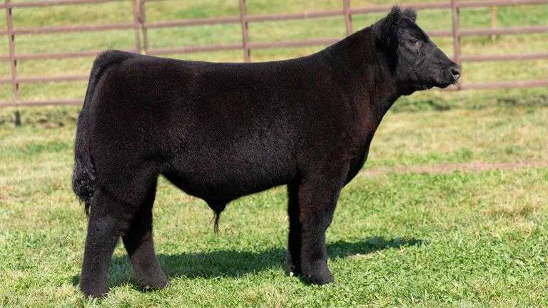 WEDIG TAG 10 STEER