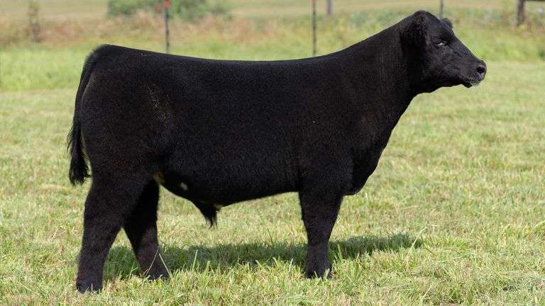 STREIT TAG 14 STEER