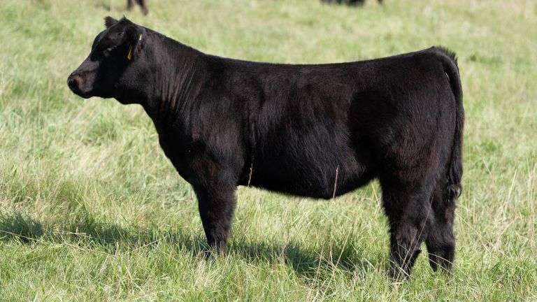 LARSON TAG 5773 HEIFER