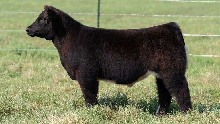 SMITH TAG 20 STEER