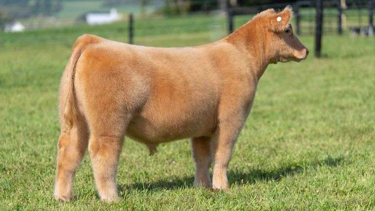 GEFFERT TAG 25 STEER