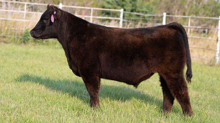 FORMAN BOOT CREEK TAG 11  STEER