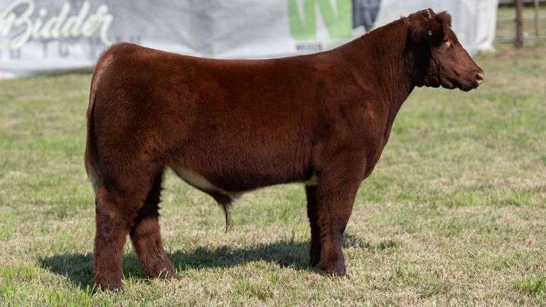 WEBER TAG 232 STEER