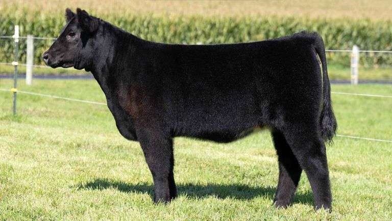 HENSCHLER TAG 117 HEIFER
