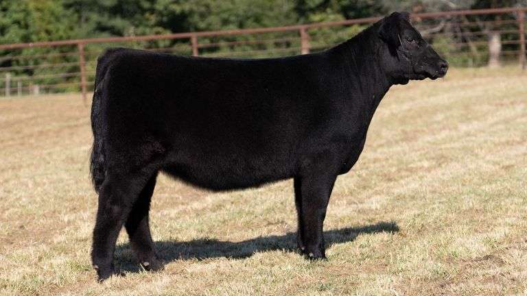 CRALL TAG 119 HEIFER