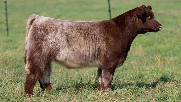 SMITH TAG 66 STEER