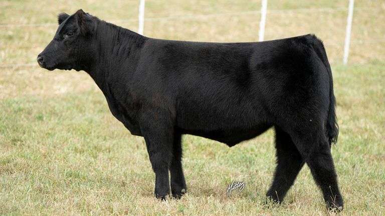 MITTAG TAG 10 STEER