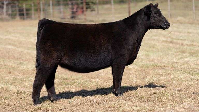 CRALL TAG 117 HEIFER