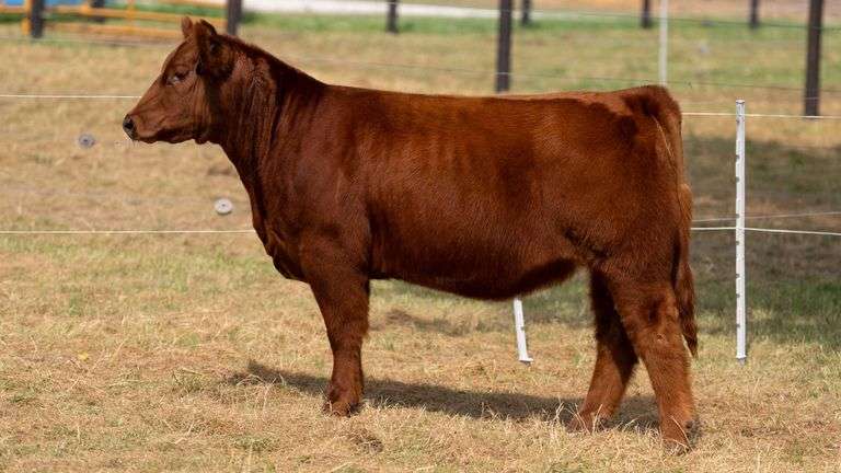 HILBERT TAG 19 HEIFER