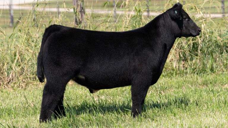 CHIDESTER TAG 553 STEER