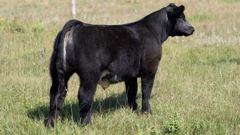 LARSON TAG 202 STEER