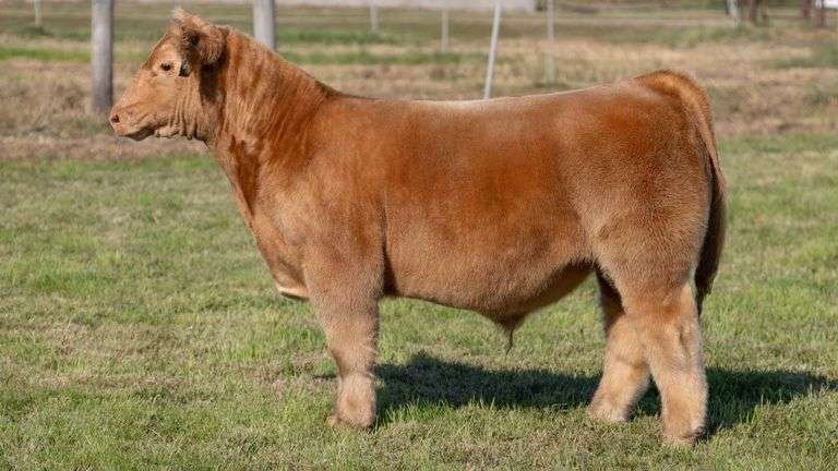 WEBER TAG 211 STEER