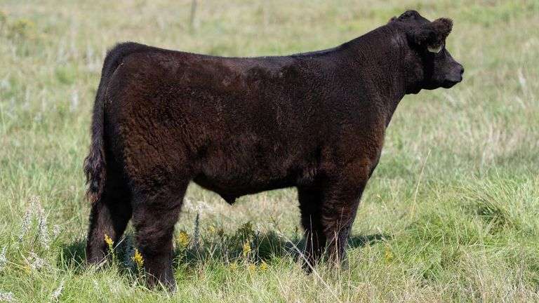 LARSON TAG 7169 STEER