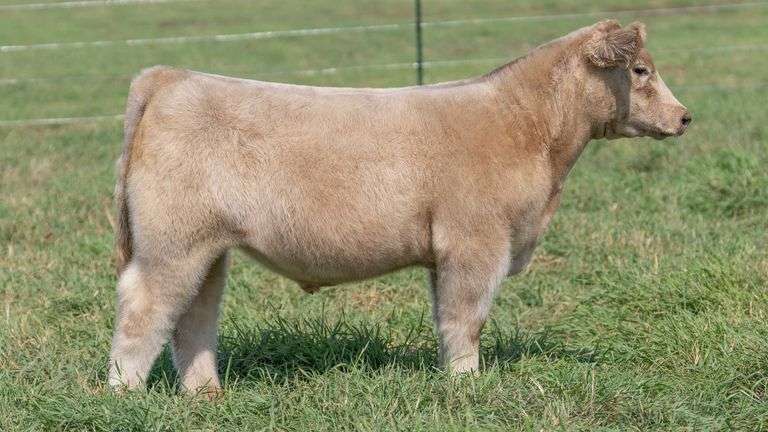 SMITH TAG 29 STEER