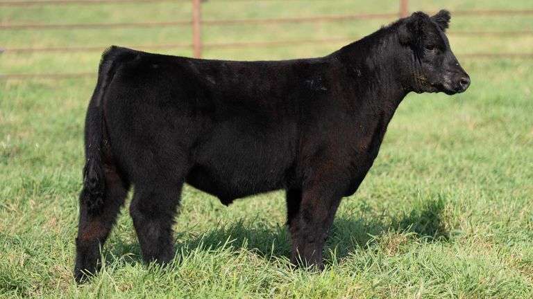 SMITH TAG 26 STEER