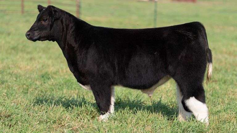 SMITH TAG 32 STEER