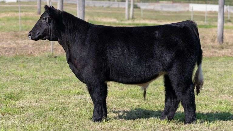 WEBER TAG 208 STEER