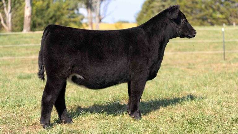 FOUT TAG 17 SIM-SOLUTION/LOW CHI HEIFER